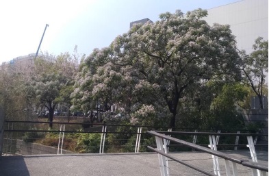 霞客湖公園-苦楝