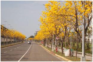 環東路-黃花風鈴木