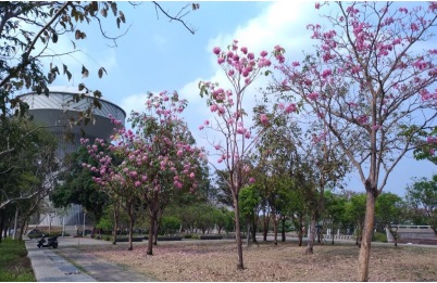 道爺湖公園-洋紅風鈴木