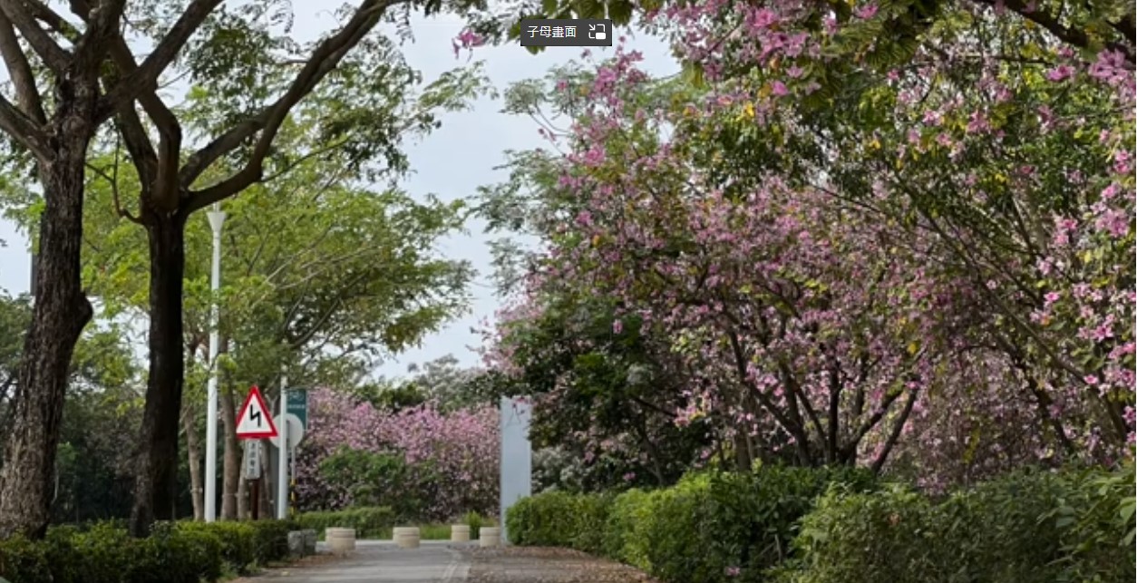 春季限定！新港社文化園區堤塘湖羊蹄甲花海美景。空拍影片